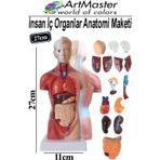 İnsan İç Organları Maketi 27 Cm 1 Adet Sök Tak İnsan Anatomi Modeli Tıbbi Model Vücut 15 Parça İnsan İç Organları