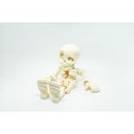 Insan Iskelet 3D Hareketli Model Küçük Boy