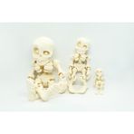 Insan Iskelet 3D Hareketli Model Tüm Boylar Set