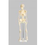 İnsan iskelet modeli 160 cm