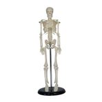 Insan Iskelet Modeli 45 Cm Insan Iskelet Maketi