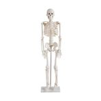 İnsan İskeleti Modeli 45 Cm