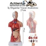 Insan Organ Maketi 27 cm 1 Adet Insan Anatomi Modeli 15 Parça Sök Tak Insan Iç Organları Tıbbi Model Vücut - Renkli - Standart