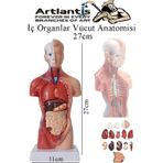 İnsan Organ Maketi 27 cm 1 Adet İnsan Anatomi Modeli 15 Parça Sök Tak İnsan İç Organları Tıbbi Model Vücut