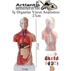 İnsan Organ Maketi 27 cm 1 Adet İnsan Anatomi Modeli 15 Parça Sök Tak İnsan İç Organları Tıbbi Model Vücut