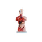 Insan Organ Maketi - Insan Anatomi Maketi, 26 Cm - 15 Parçalı