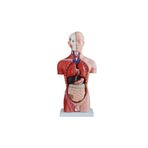 Insan Organ Maketi - Insan Anatomi Maketi, Erkek - 42 Cm - 13 Parçalı