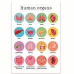 İnsan Organları Sınıf Posteri - Biyoloji Sınıfı Posteri - 30,7 x 45,5 cm - İnsan Vücudunun Anatomisi Sınıf Dekoru - Sınıf Olması Gerekenler - Okula Dönüş Dekoru - CPS0238