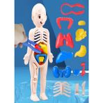 Insan Vücudu Anatomisi Organ Bulmaca Anatomi Bul Tak Yapboz Eğitici Oyuncak Oyun 20 cm