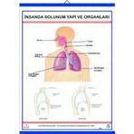 İNSANDA SOLUNUM VE YAPI ORGANLARI