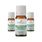 Intense Natural Okaliptüs 3x10 ml Uçucu Yağı
