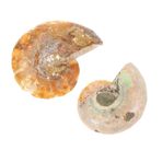 iplusmile 2 ammonit fosil işareti paleontolojik fosiller Ammonitler bilimsel dekorasyonlar fosilleri öğretmek bilim örneği Süsleme mineral örnekleri Öğretim aracı modeli