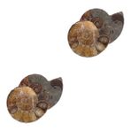 iplusmile 2 Takım Fosil Deniz Kabuğu Çocuklar Için Modeller Öğrenmeye Yönelik Modeller Eğitici Ammonit Modeli Eğitici Örnek Modelleri Süs Dark Brown Doğal Deniz Kabuğu Fosili 2 * 2