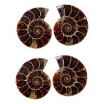 iplusmile 4 Ammonit Fosil Işareti Antik Örnek Ammonit Oyuncak Laboratuvar Kaynağı Paleontolojik Örnekler Krinoid Numune Paleontoloji Örneği Ammonit Süsleme Bilim Örneği Deniz Dekoru