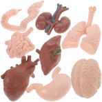 iplusmile Insan Vücudu Modeli Insan Anatomik Fonksiyonunu Psikolojisini Biyolojisini Veya Bilimini Öğrenmek Ve Öğretmek Için Harika Bir Eğitim Aracı Kullanımı Kolay 8