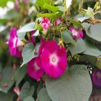 İpomea Crimson Rambler Gündüz Sefası Çiçeği Tohumu -10 Adet