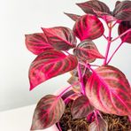 Iresine Herbstii Çingene Şalvarı Çiçeği 10-20 Cm