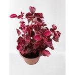 Iresine Herbstii Çingene Şalvarı Çiçeği Fidanı 10-20 Cm