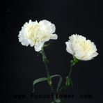 İRİ BEYAZ KARANFİL TOHUMU