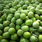 İri Taneli Kırmalık Tüplü Aşılı Çekişte Zeytin Fidanı