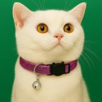 Işıltılı Kedi Boyun Tasması– Ayarlanabilir, Çıngıraklı, Güvenlik Kilitli, Mor Renk
