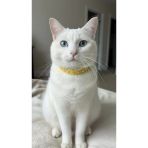 Işıltılı Kristal Taşlı Kedi Tasması – Canlı Sarı- Altın Tokalı Özel Tasarım