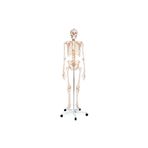 Iskelet Maketi 180 Cm, Insan Iskeleti - Iskelet Modeli