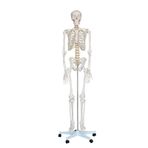 İSKELET MAKETİ 180 CM, İNSAN İSKELETİ
