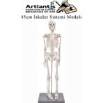 İskelet Maketi 45 cm 1 Adet Eğitim İnsan İskelet Modeli İskelet Sistemi Haraketli İskelet Anatomisi