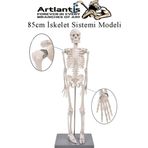 İskelet Maketi 85 cm 1 Adet Eğitim İnsan İskelet Modeli İskelet Sistemi Haraketli İskelet Anatomisi