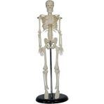 Iskelet Modeli 45 cm (Insan Iskelet Maketi) - Standart