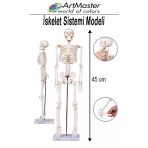 İskelet Sistemi Maketi 45 Cm 1 Adet İnsan İskelet Modeli Haraketli Eğitim İskelet Anatomisi İskelet Sistemi Fen Deney