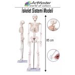 İskelet Sistemi Maketi 85 Cm 1 Adet İnsan İskelet Modeli Haraketli Eğitim İskelet Anatomisi İskelet Sistemi