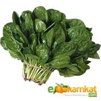 Ispanak Tohumu 25 Gr Paket