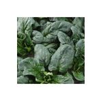 Ispanak Tohumu Matador Ithal 10 gr 4 Adet
