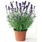 Isparta Gülü Aromatik Bahar Bitkisi Balkon Bitkisi Lavanta Çiçeği Fidanı 20 cm