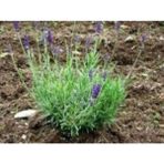 Isparta Gülü Aromatik Kokulu Lavanta Fidanı 1 Adet Angustifolia 10-20 cm