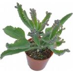Isparta Gülü Aşkın Gözyaşı Çiçeği Fidanı Mother Of Millions 10-20 cm