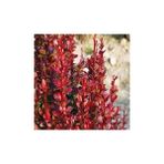 Isparta Gülü Berberis x Ottawensis Superba, Bordo Hanım Tuzluğu Fidanı 40-60 cm