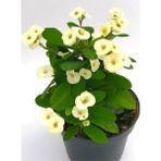 Isparta Gülü Beyaz Euphorbia Milli Dikenler Tacı Fidanı 10-20 cm
