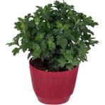 Isparta Gülü Beyaz Renk Kasımpatı Çiçeği Fidanı 15-25 cm Saksılı Çiçekli Bodur White Chrysanthemum