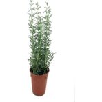 Isparta Gülü Biberiye Bitkisi Fidanı ( Rosmarinus Officinalis) Saksıda 15-25 cm