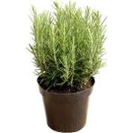 Isparta Gülü Biberiye Fidanı 1 Adet 15-25 cm Rosemary