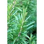 Isparta Gülü Biberiye Fidanı Saksılı 10-20 cm Rosmarinus Officinalis
