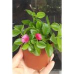 Isparta Gülü Buz Çiçeği Aptenia Cordifolia Fidesi Fidanı 3 Adet 10-20 cm