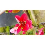 Isparta Gülü Chaenomeles Japon Ayvası Bahar Dalı Fidanı 30-50 cm