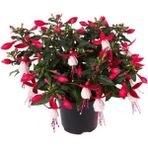Isparta Gülü Çift Renkli Fuchsia Küpe Küpeli Çiçegi Fidanı 10-20 cm