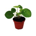 Isparta Gülü Çin Şans Pilea Para Çiçeği 10-20 cm