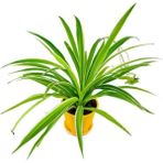 Isparta Gülü Çok Yıllık Kurdele Çiçeği Fidanı Chlorophytum 10-20 cm