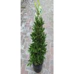 Isparta Gülü Defne Ağacı (Laurus Nobilis) Fidanı 10-20 cm